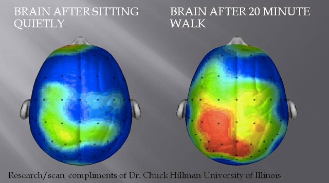 Effects of Exercise on the Brain